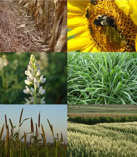 5 dicas de sustentabilidade na produção de grãos do Brasil